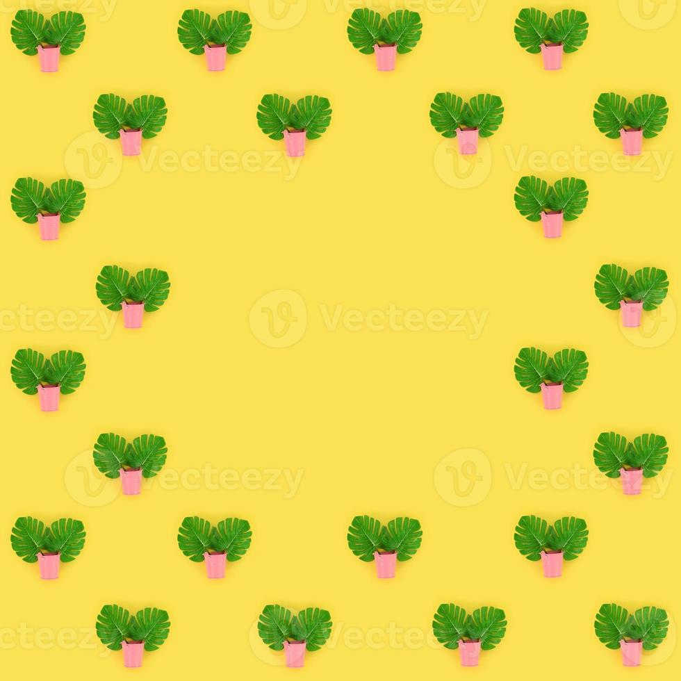 Tropical palm monstera leaves lies in a pastel pails on a colored background. Flat lay trendy minimal pattern. Top view photo