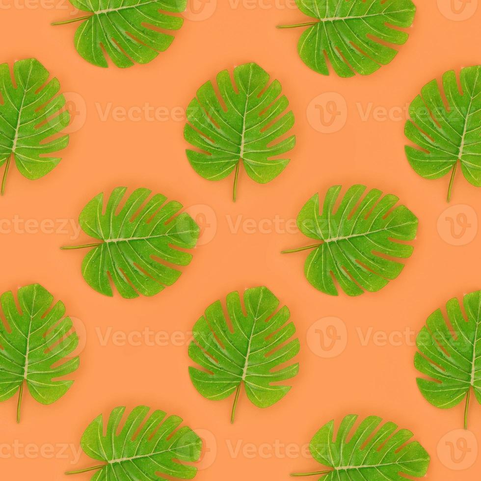 Tropical palm monstera leaves lies on a pastel colored paper. Nature summer concept pattern. Flat lay composition. Top view photo