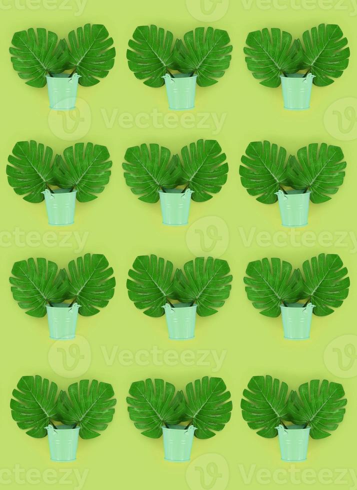 Tropical palm monstera leaves lies in a pastel pails on a colored background. Flat lay trendy minimal pattern. Top view photo