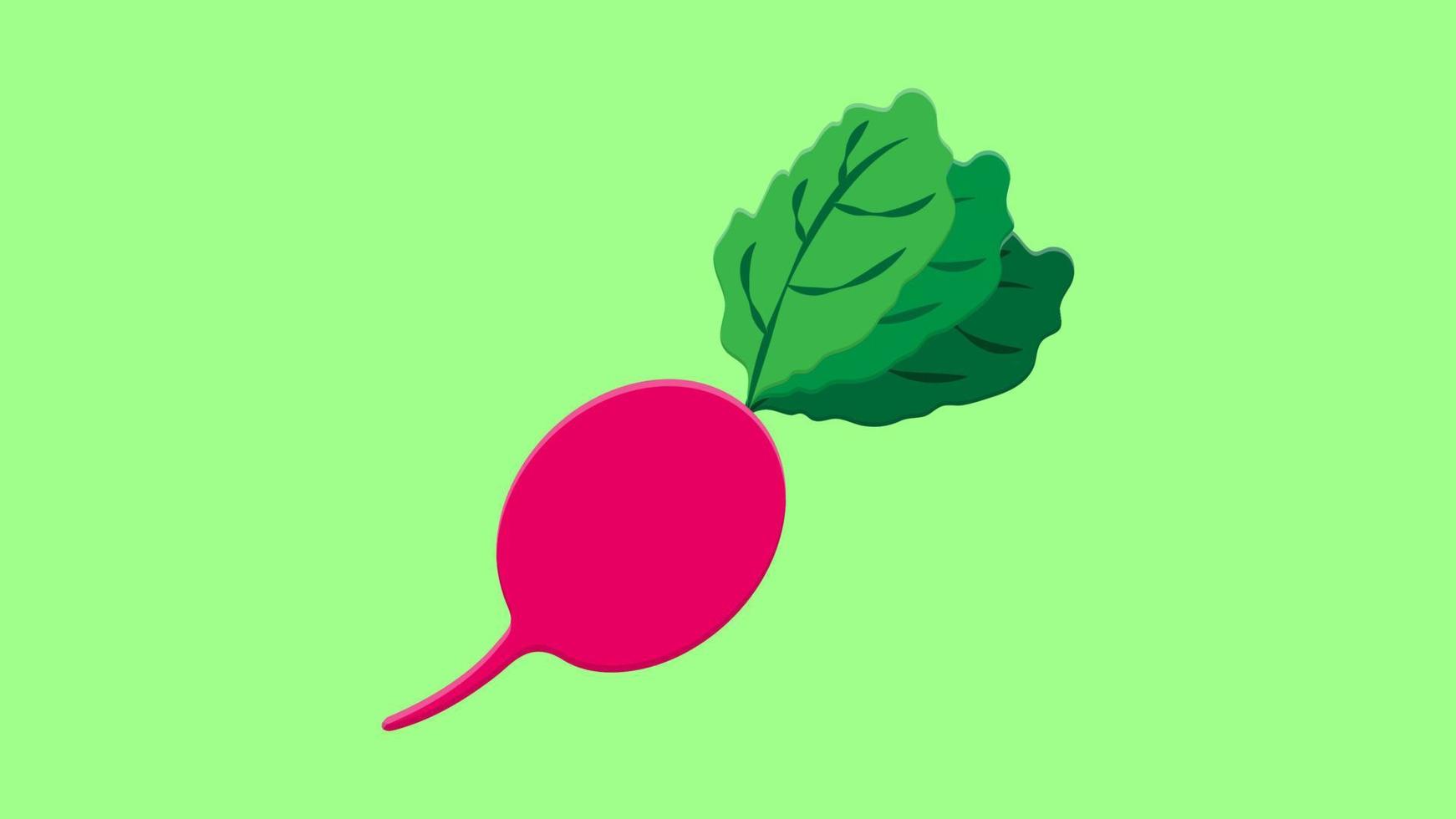 Root radish vegetable with green leaves isolated. Vector vegetarian food, pink root sketch