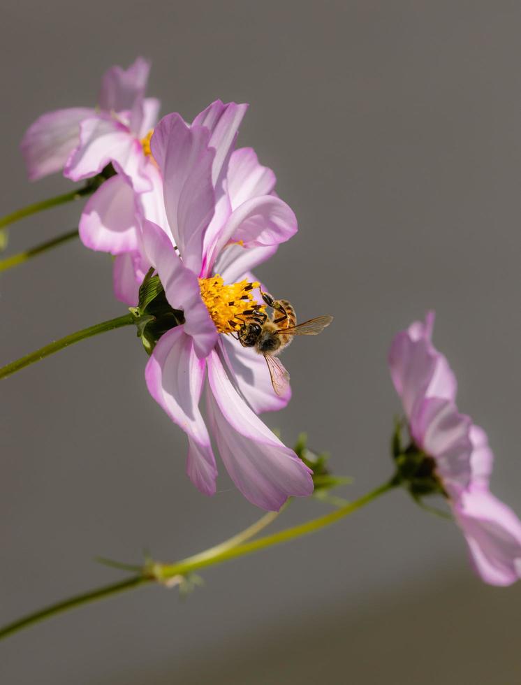 Macro of a honey bee apis mellifera on a pink cosmos blossom with blurred background pesticide free environmental protection save the bees biodiversity concept photo