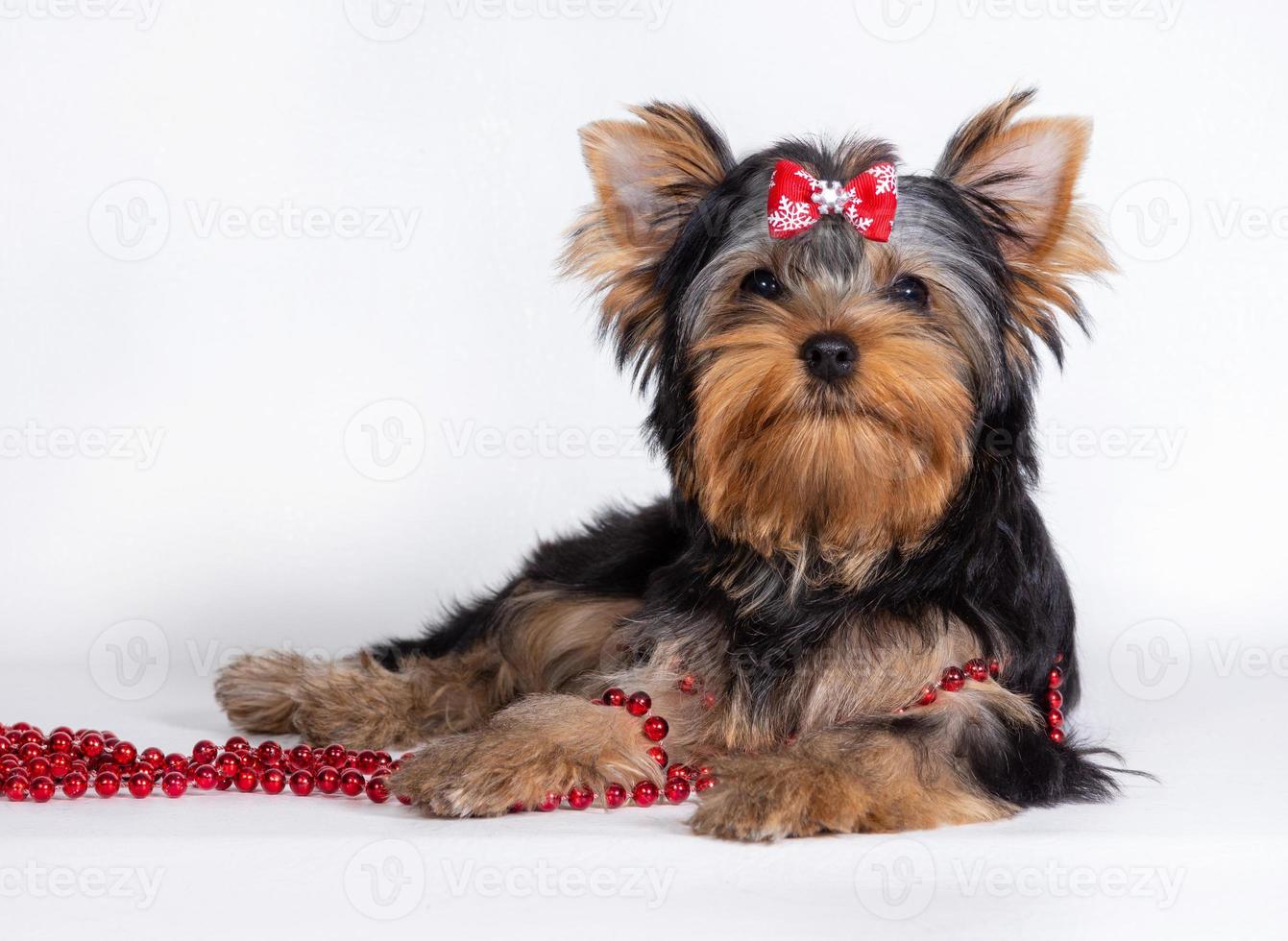 A Yorkshire Terrier puppy lies near a red bead and proudly looks at the camera photo