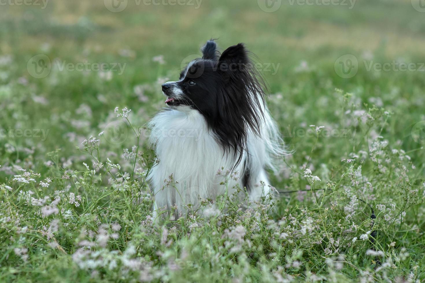 retrato de un perro papillon de pura raza en la hierba foto