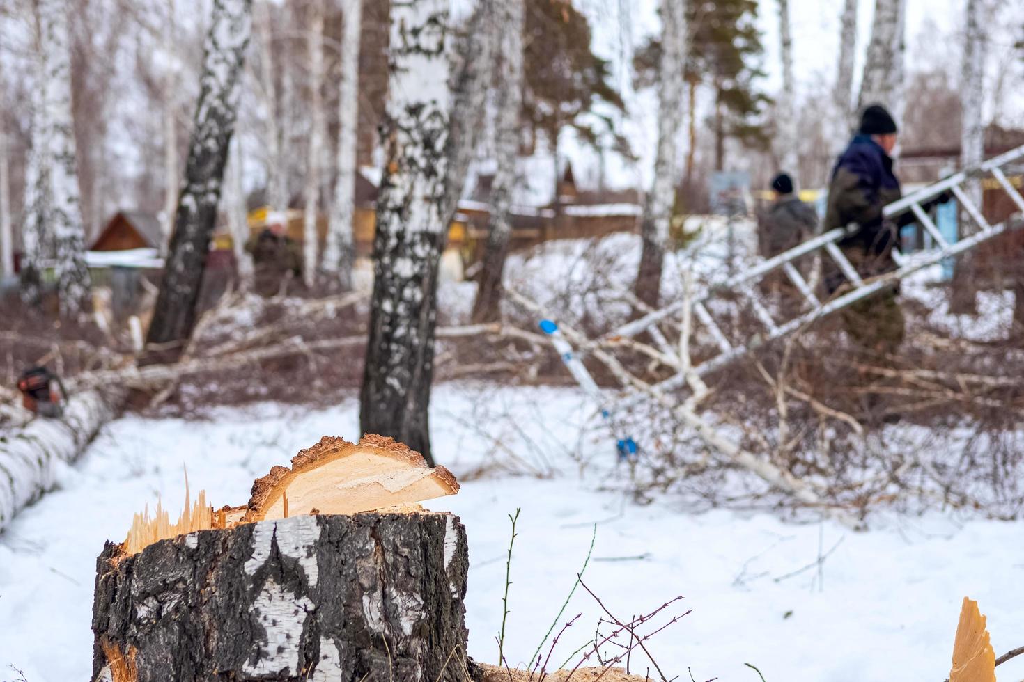 un árbol cortado está tirado en el suelo. 18 de enero de 2020, Chelyabinsk, Rusia foto