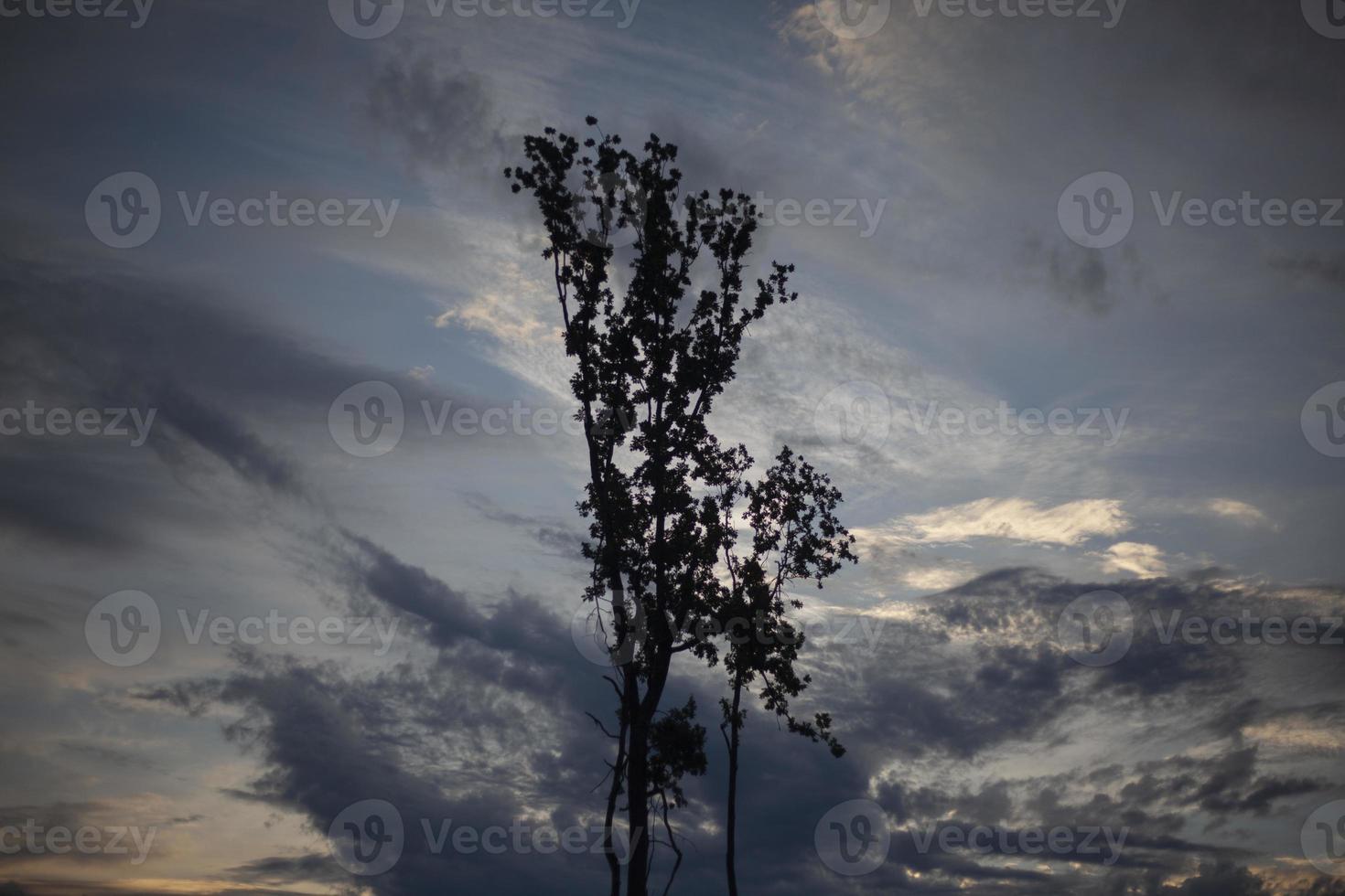 Tree in forest. Forest landscape. Beauty of nature. Clouds in sky. Details of nature. photo