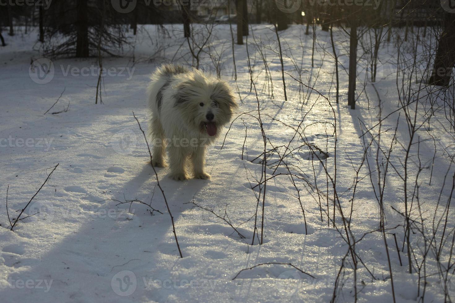 Dog in winter. Walking with pet in park in snow. Animal walks in forest. photo