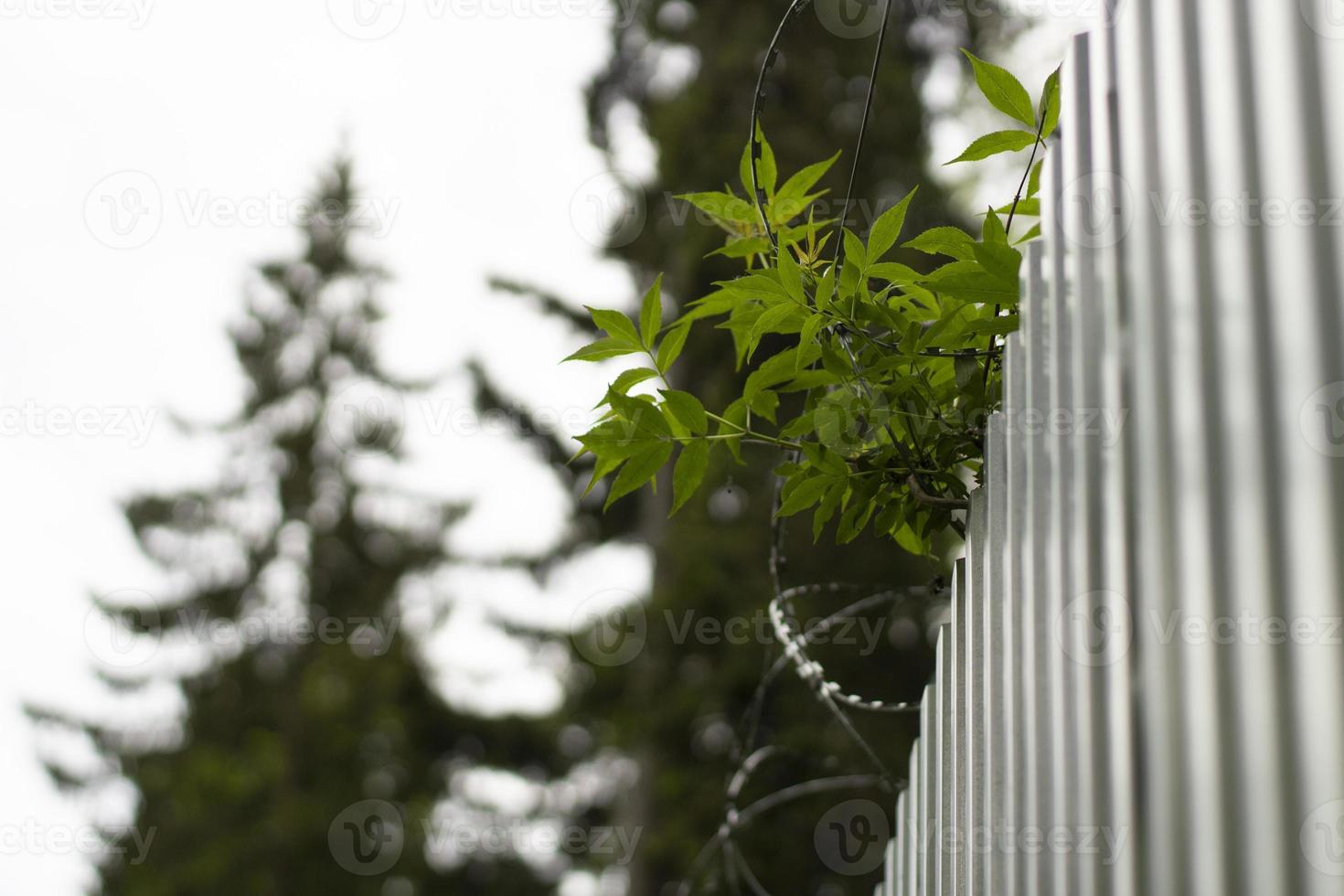 Steel fence. Metal profile. Fence details. photo