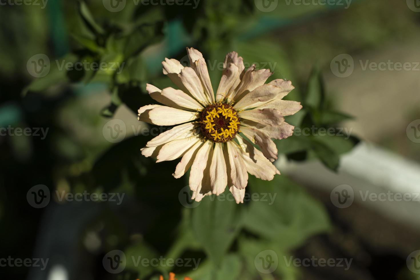 Flowers in park. Beautiful plant. Summer flowering. photo