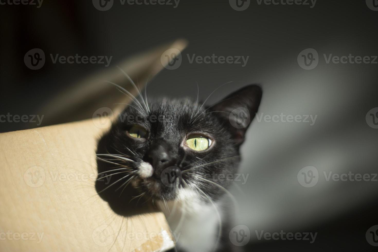 Cat at home. Cat loves box. Pet with black hair and white spot on muzzle. photo