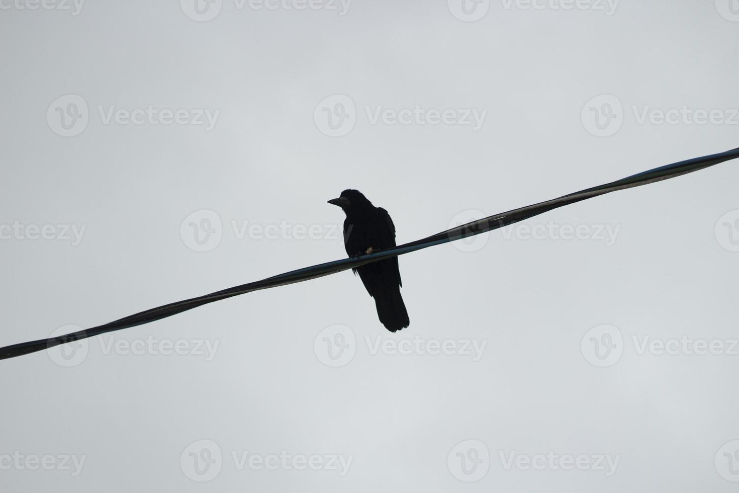 Silhouette of one bird sitting on wire. Bird in city. Wire against background of gray sky. photo