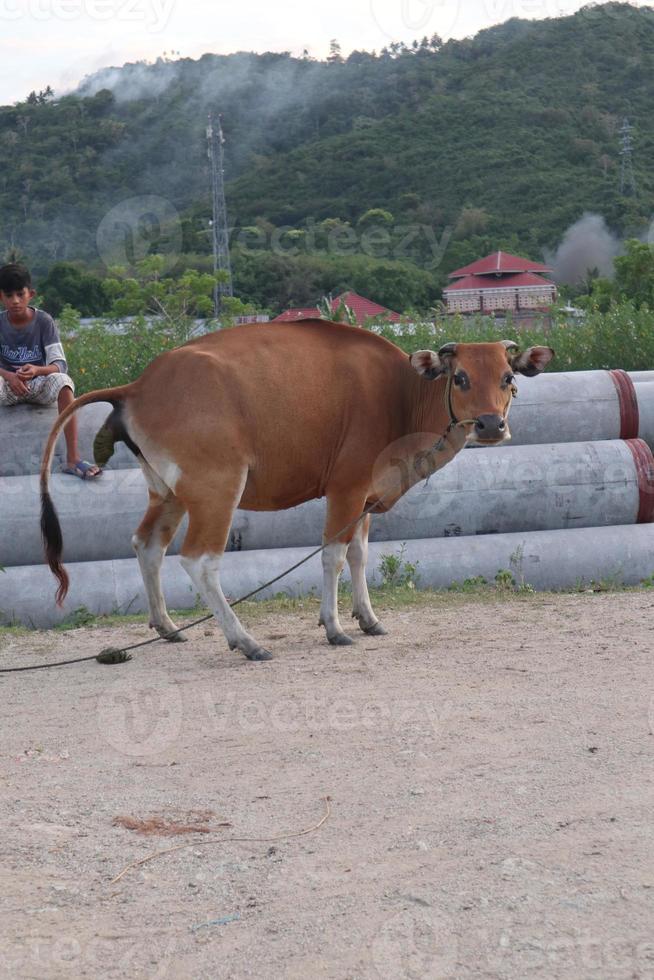 Cow in the field. Bali cattle are cattle originating from Bali, Indonesia photo