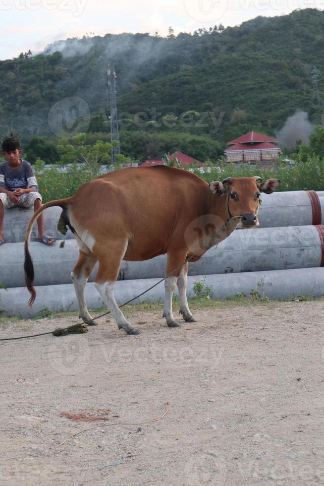 Cow in the field. Bali cattle are cattle originating from Bali, Indonesia photo