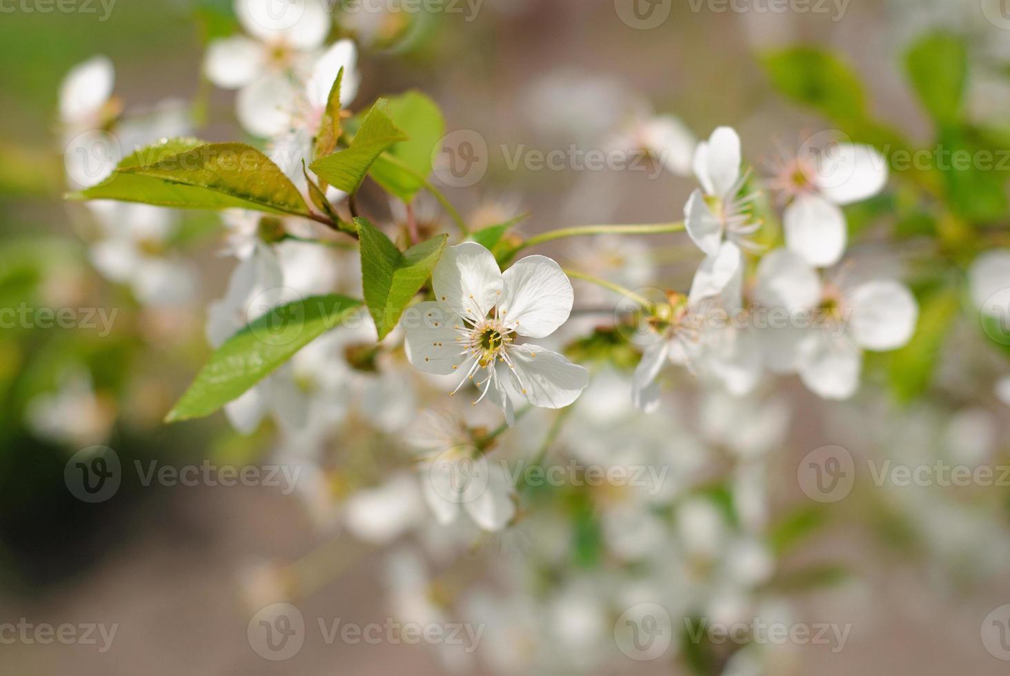 Spring blooming apple tree branch photo