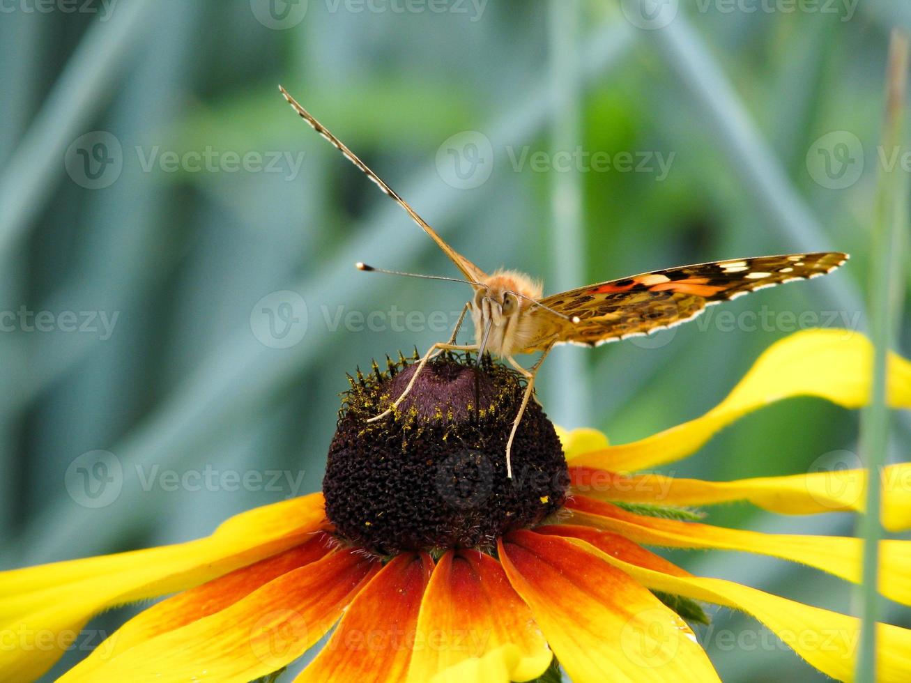Butterfly Vanessa cardui sits on a flower Rudbeckia and drinks nectar photo