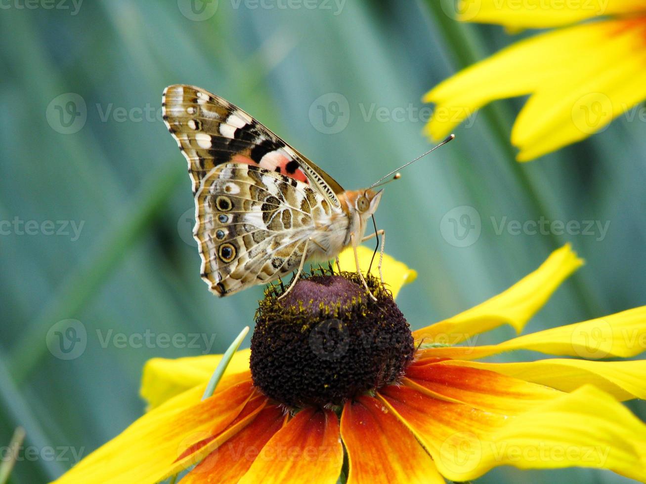 Butterfly Vanessa cardui sits on a flower Rudbeckia and drinks nectar photo