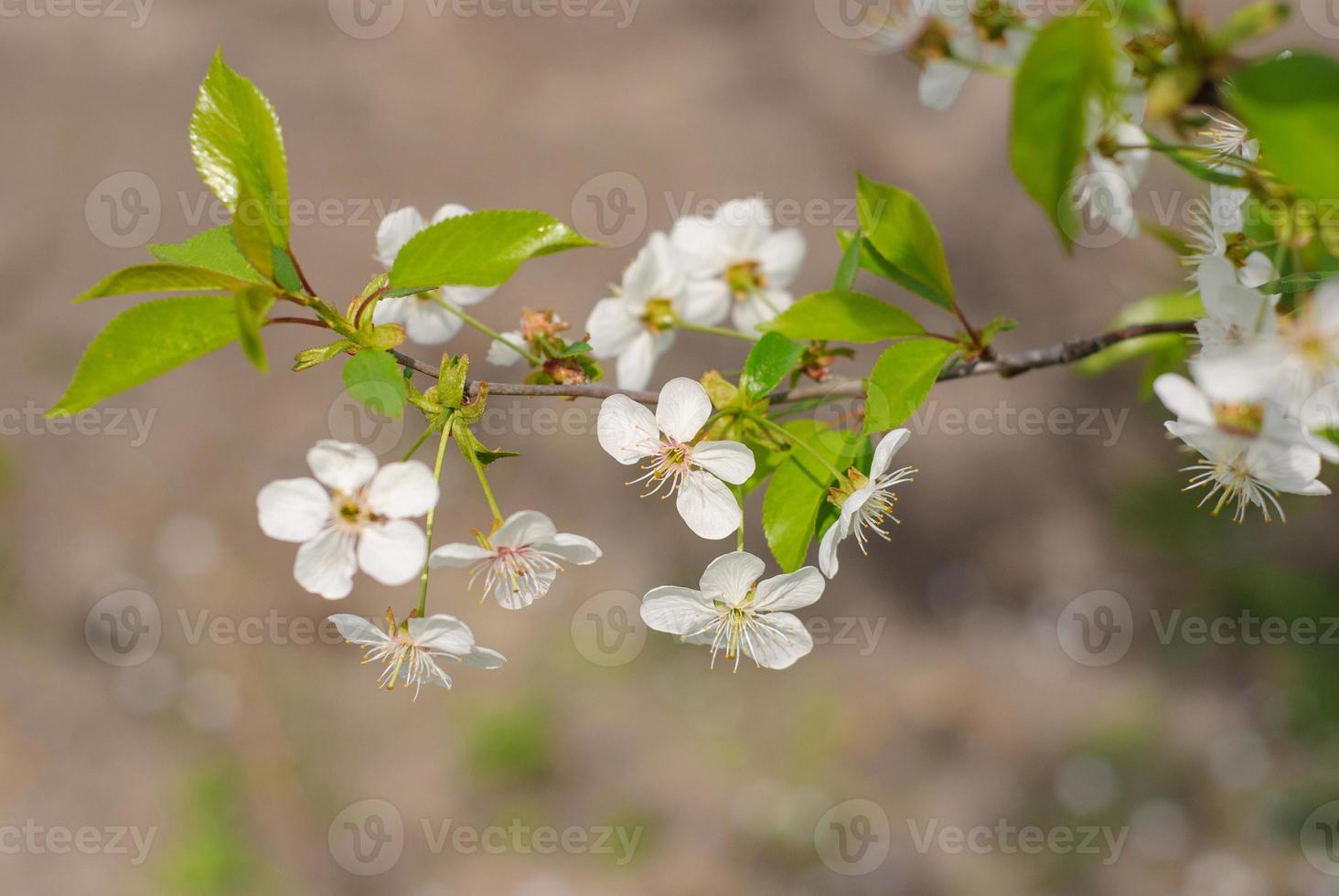 Spring blooming apple tree branch photo