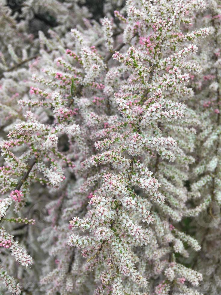 Tamarix branch with buds and flowers in spring, close-up. Vertical orientation, selective focus photo