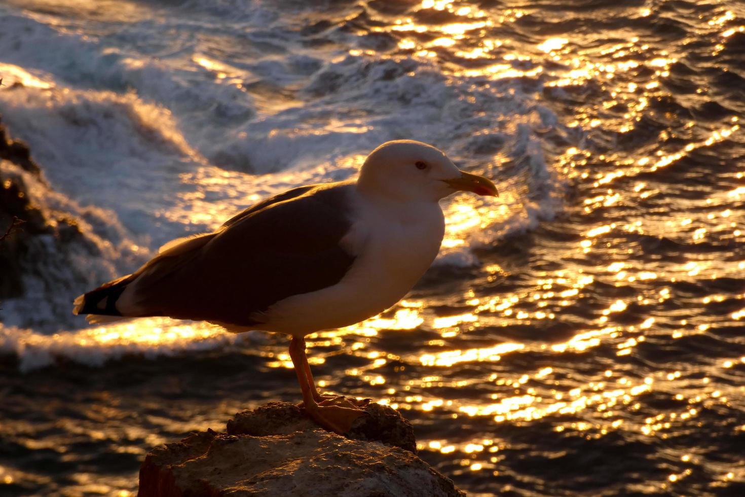 Wild seagulls in nature along the cliffs of the Catalan Costa Brava, Mediterranean, Spain. photo