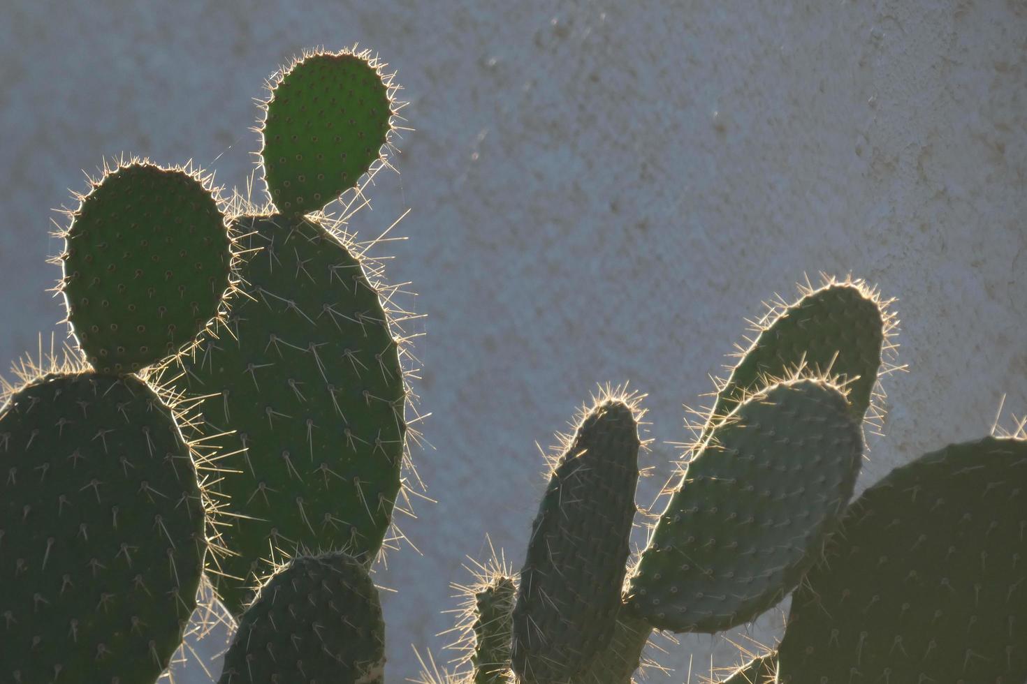 Backlit cactus typical of warm areas with little water photo