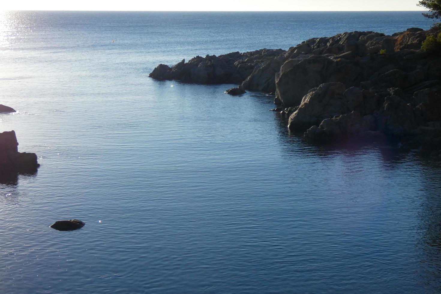 Dog playing and bathing in the sea in the early morning hours. photo