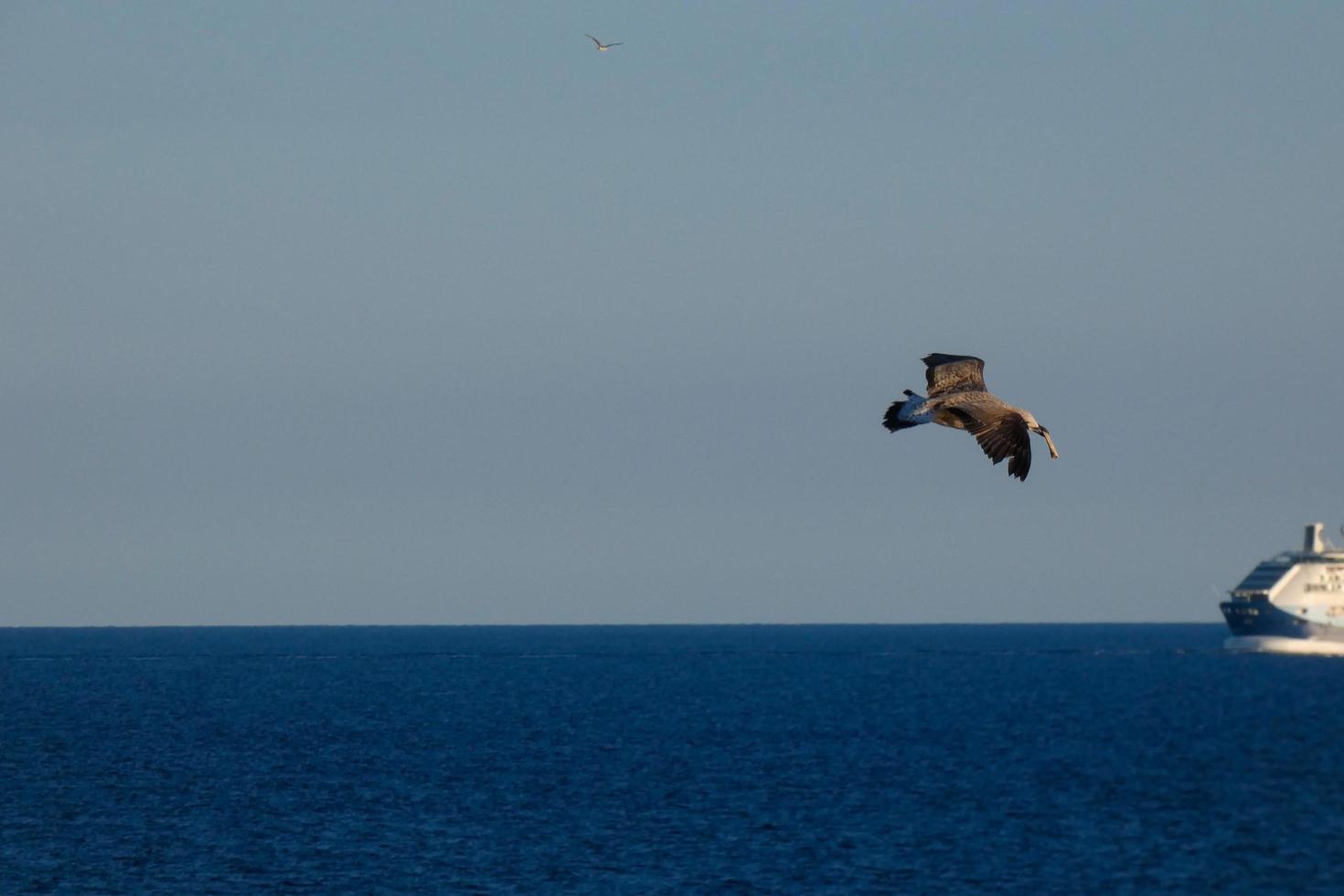 Seagulls flying in the Mediterranean sky, wild birds on the Catalan coast, Spain photo