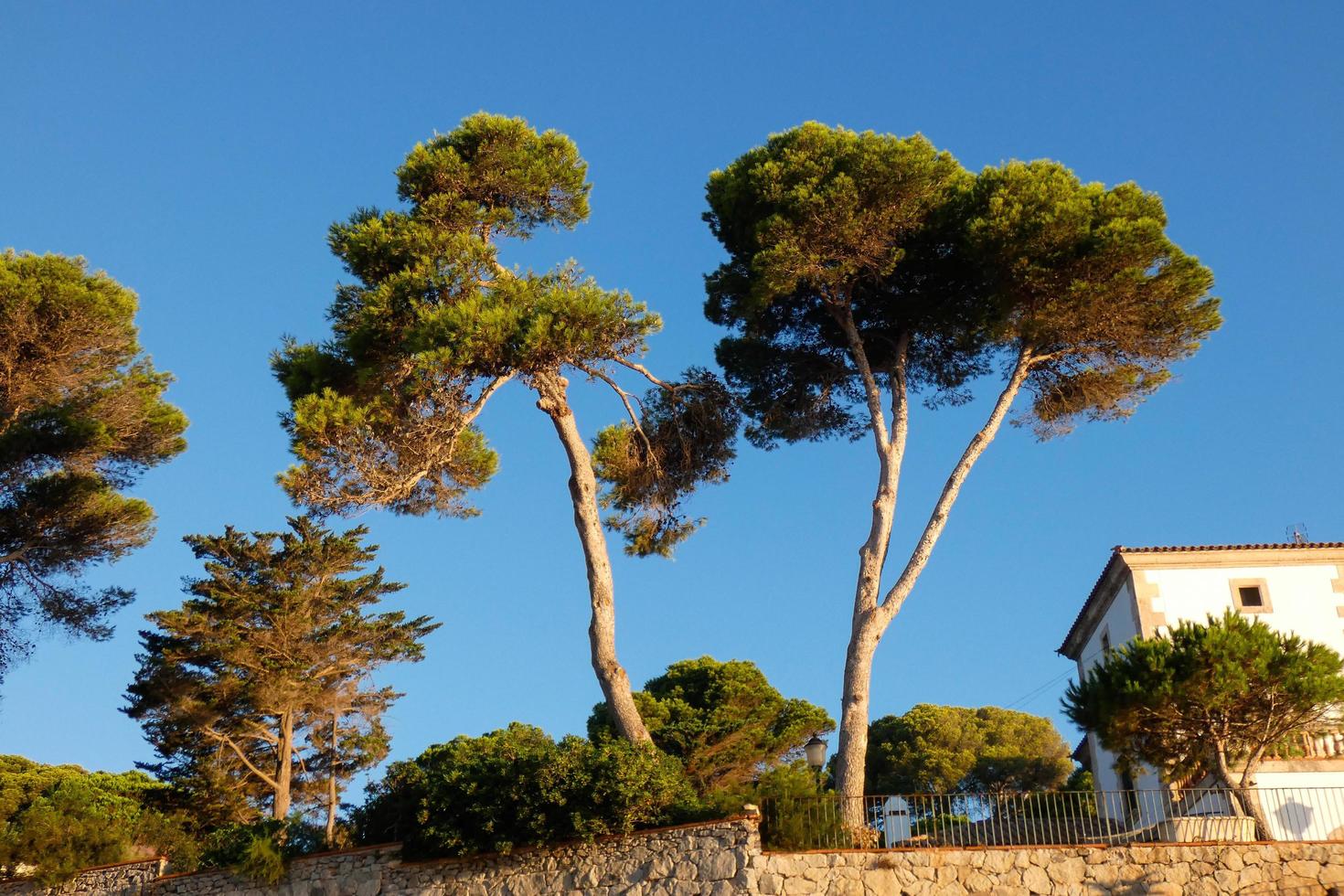 vegetación mediterránea durante la temporada de verano en la región de cataluña foto