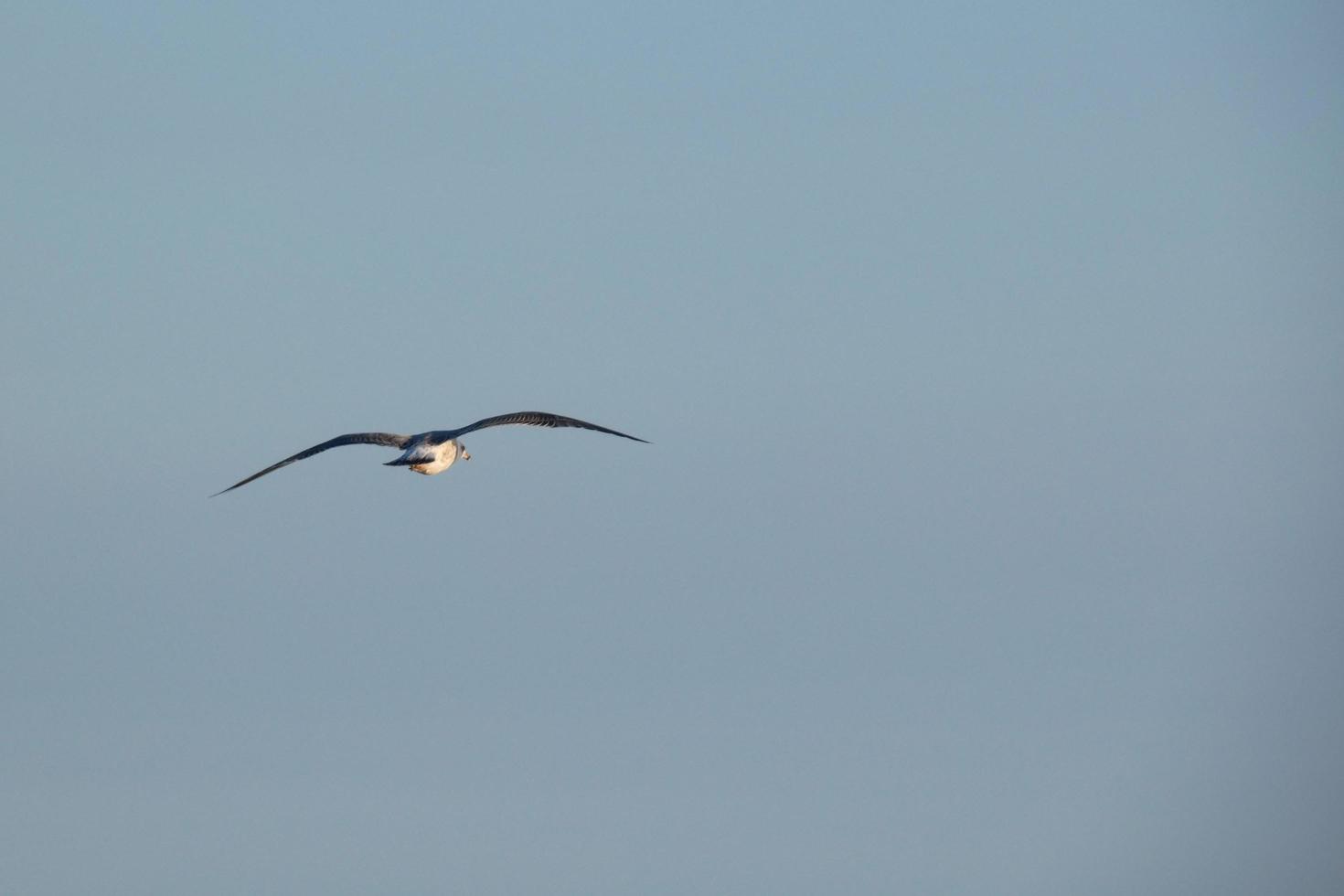 Wild seagulls in nature along the cliffs of the Catalan Costa Brava, Mediterranean, Spain. photo