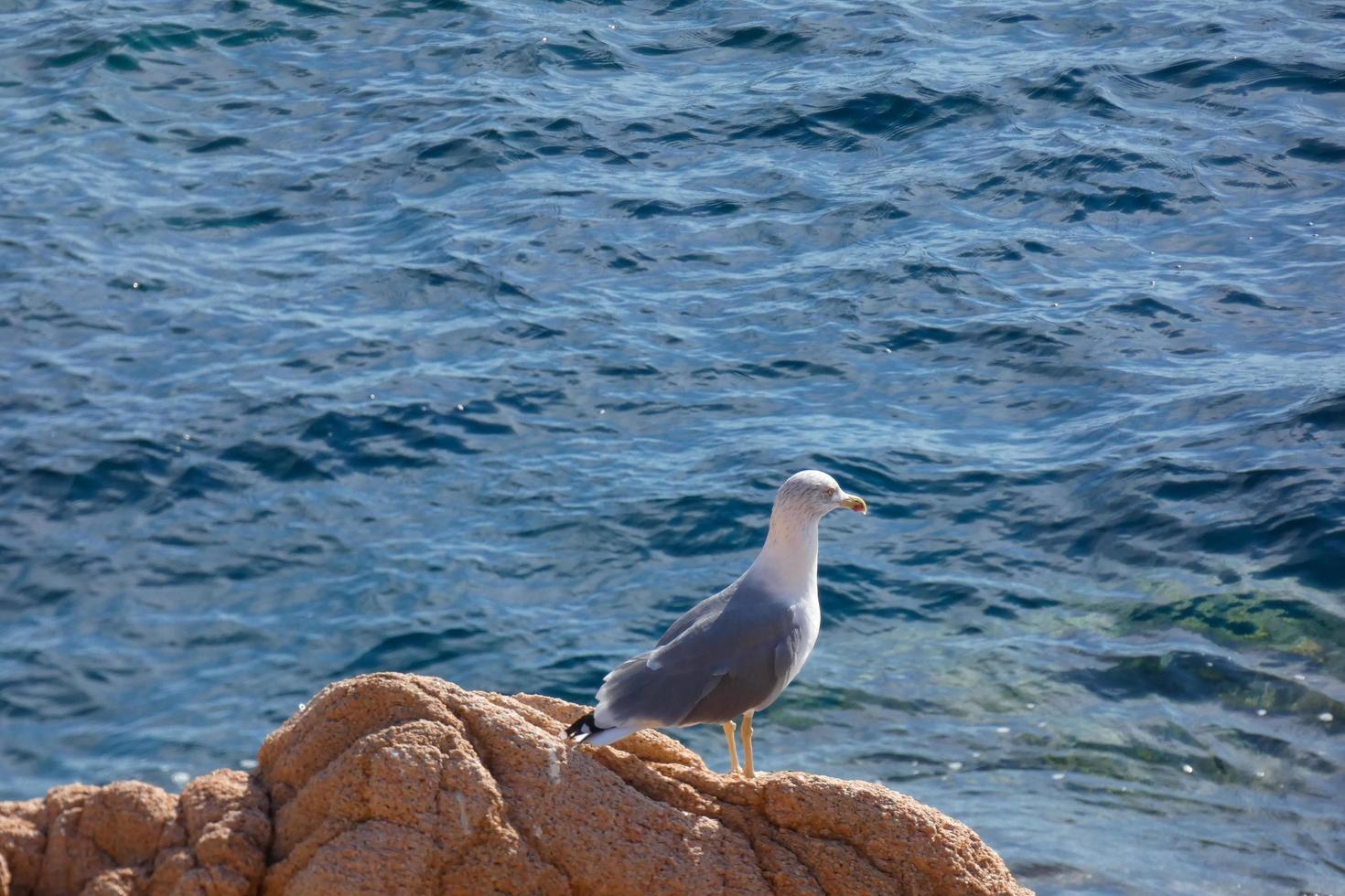 Seagull on a sea cliff in the Mediterranean Sea photo