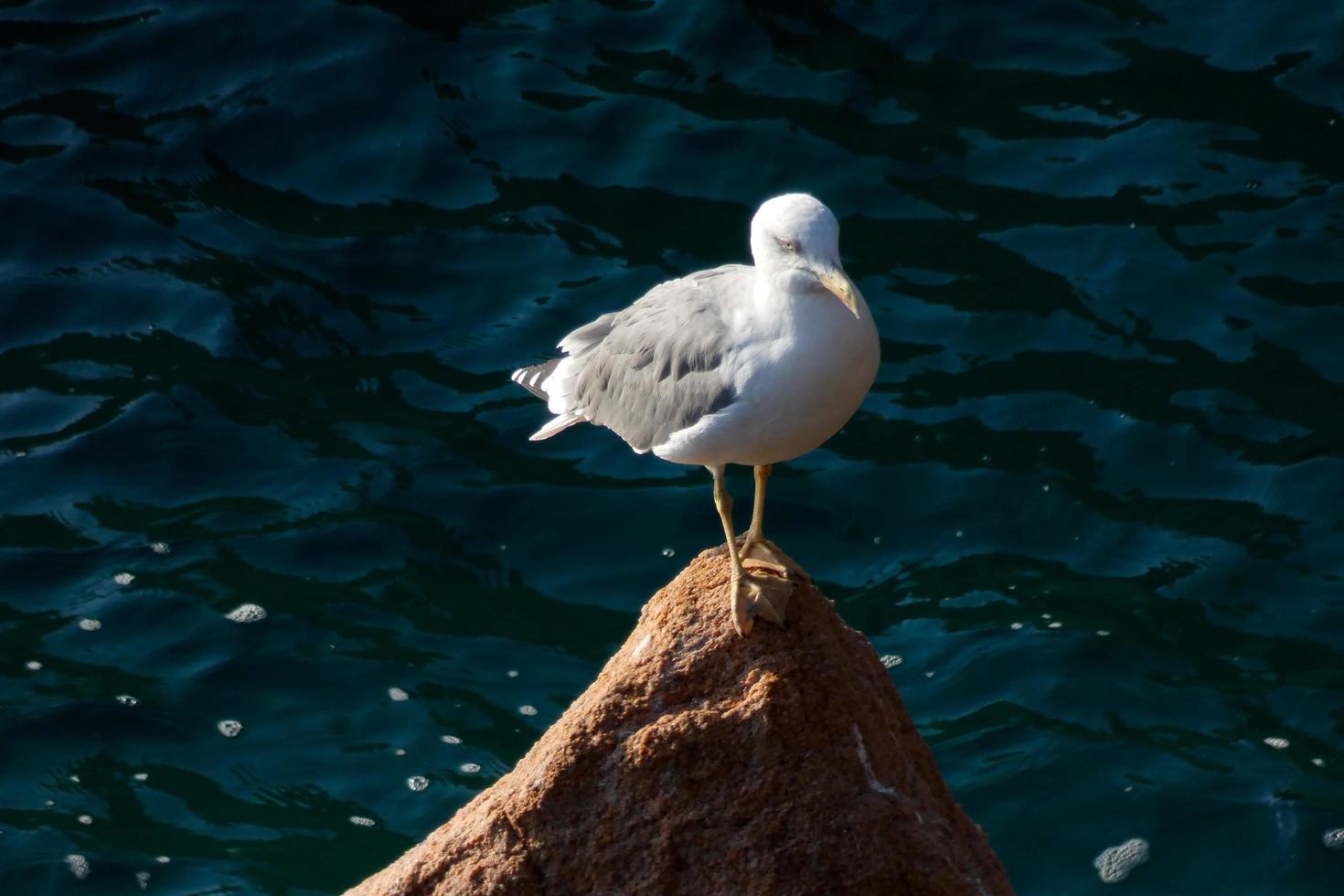 Wild seagulls in nature along the cliffs of the Catalan Costa Brava, Mediterranean, Spain. photo