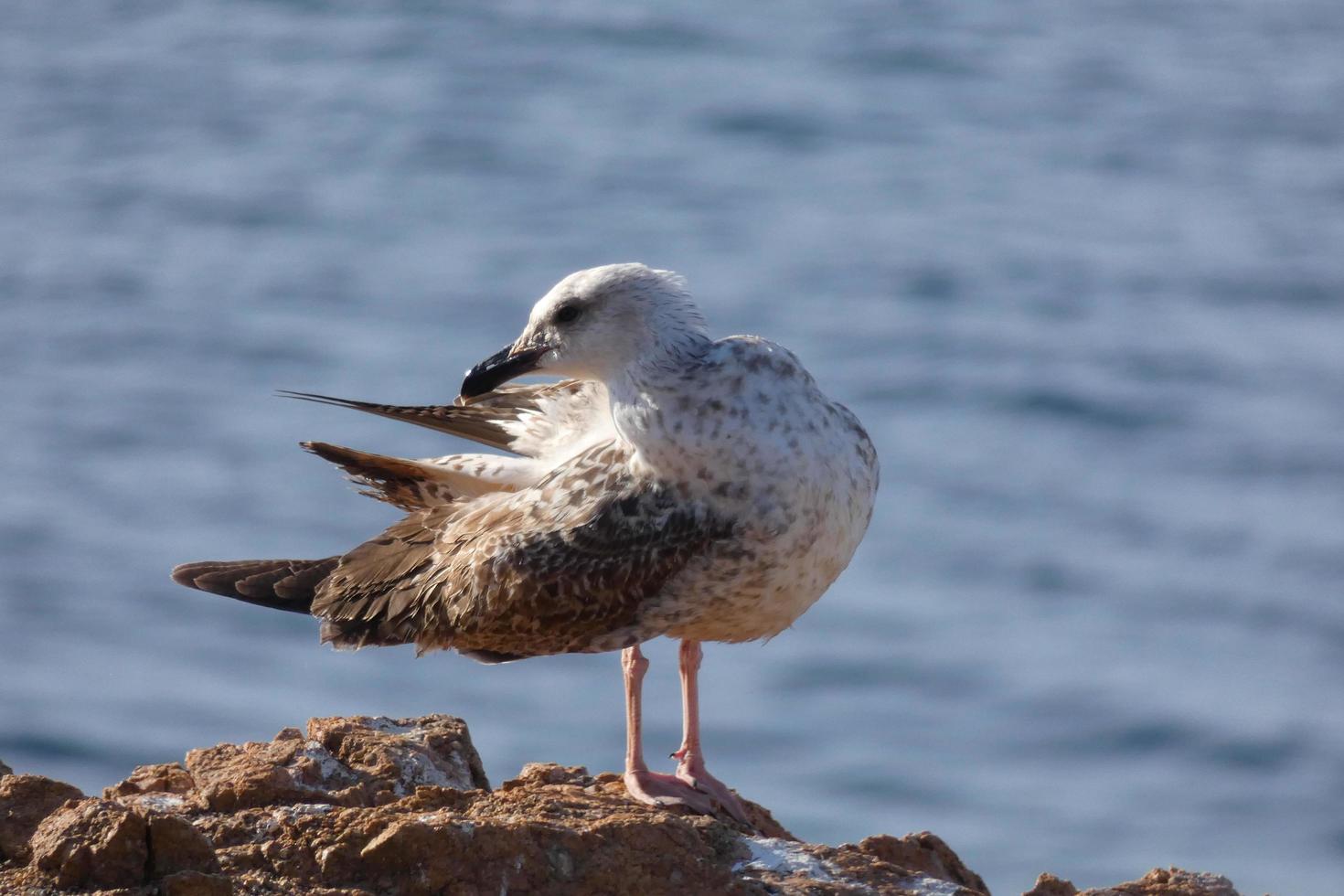 Wild seagulls in nature along the cliffs of the Catalan Costa Brava, Mediterranean, Spain. photo