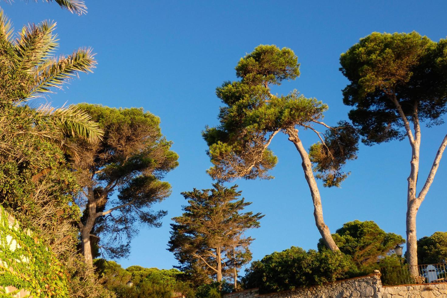 vegetación mediterránea durante la temporada de verano en la región de cataluña foto