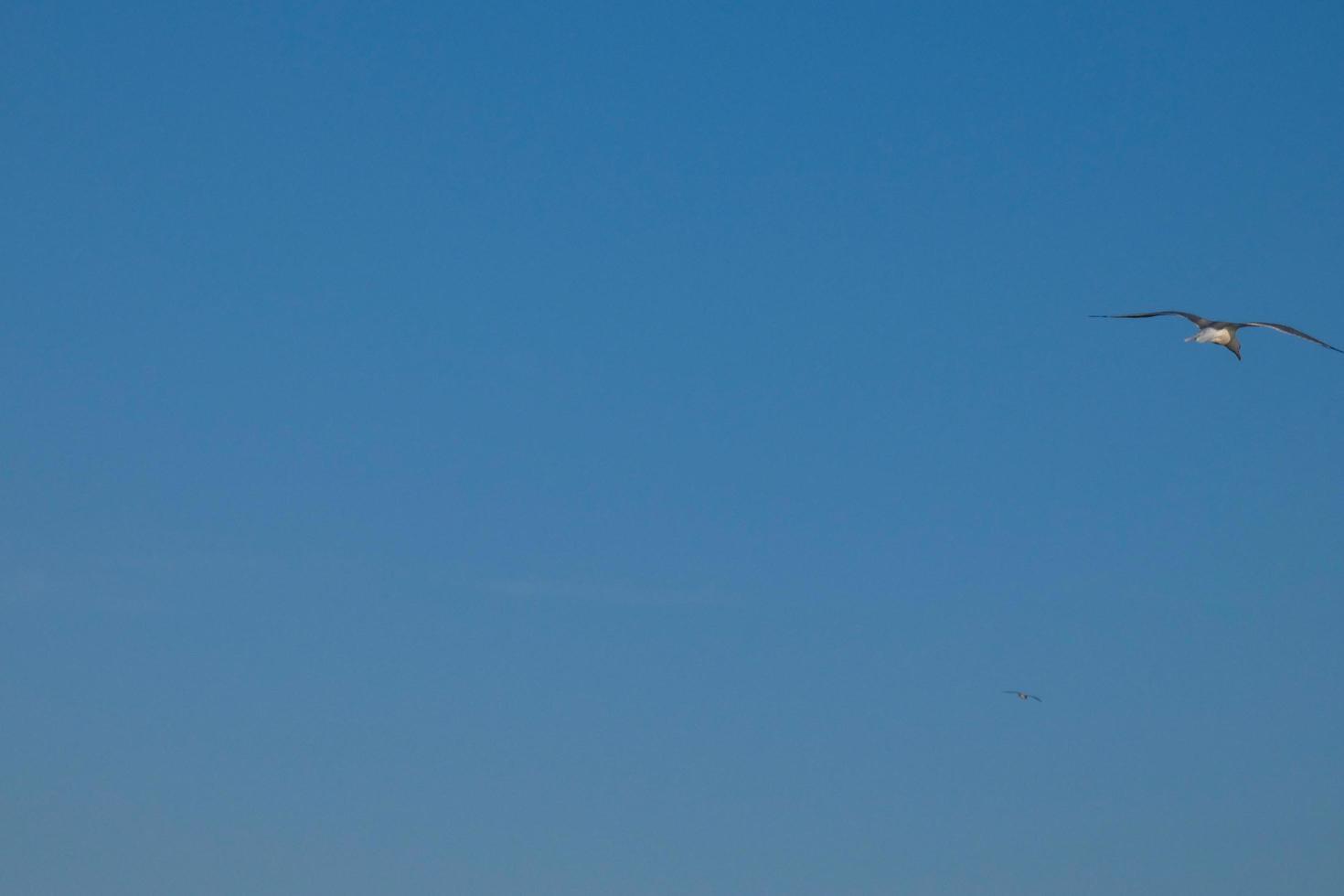 Wild seagulls in nature along the cliffs of the Catalan Costa Brava, Mediterranean, Spain. photo