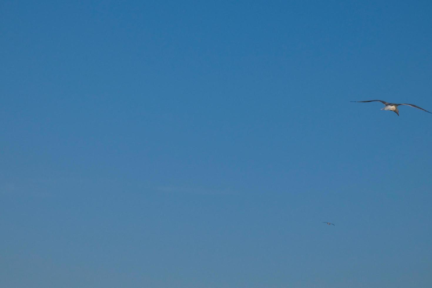 gaviotas salvajes en la naturaleza a lo largo de los acantilados de la costa brava catalana, mediterráneo, españa. foto