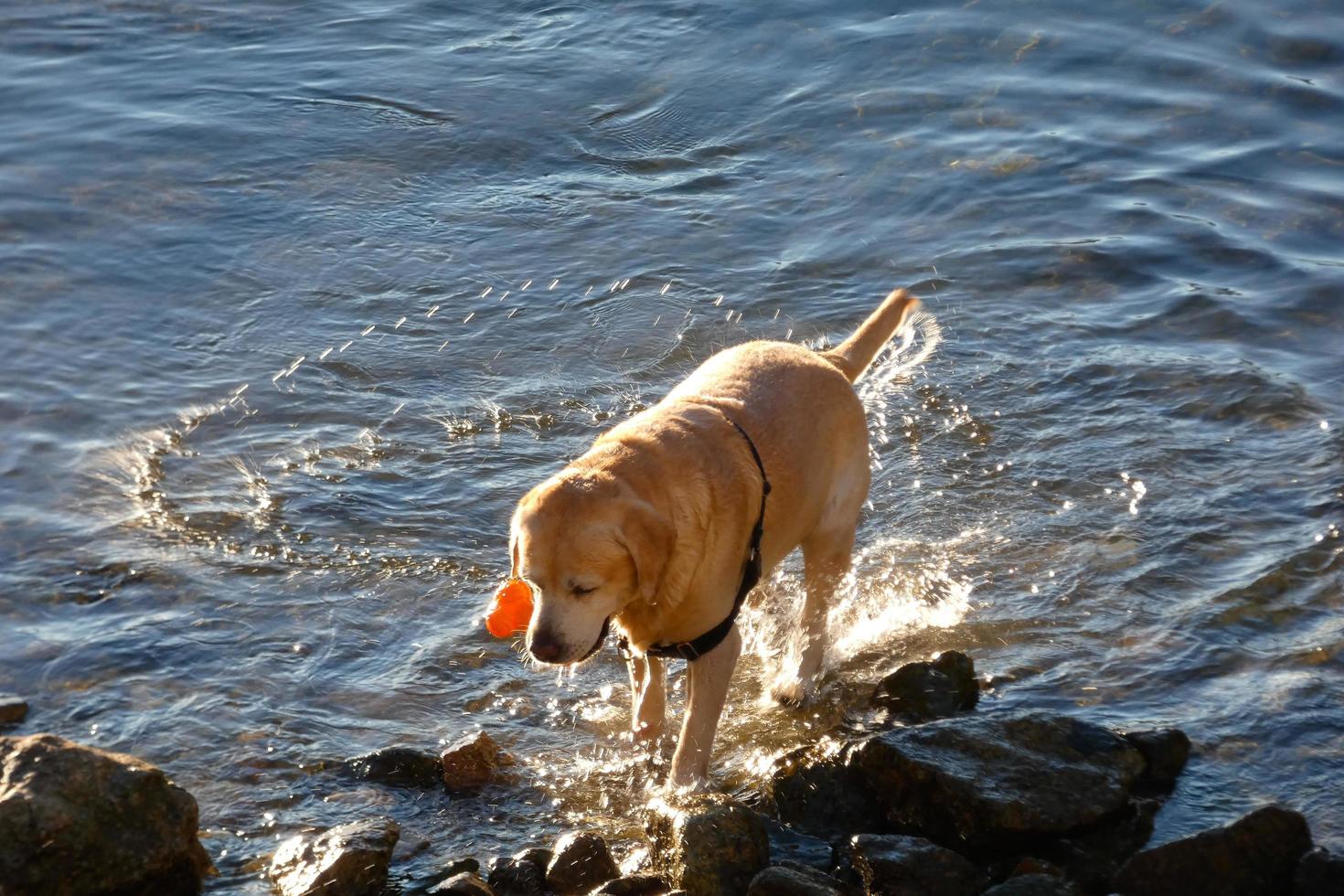 Dog playing and bathing in the sea in the early morning hours. photo