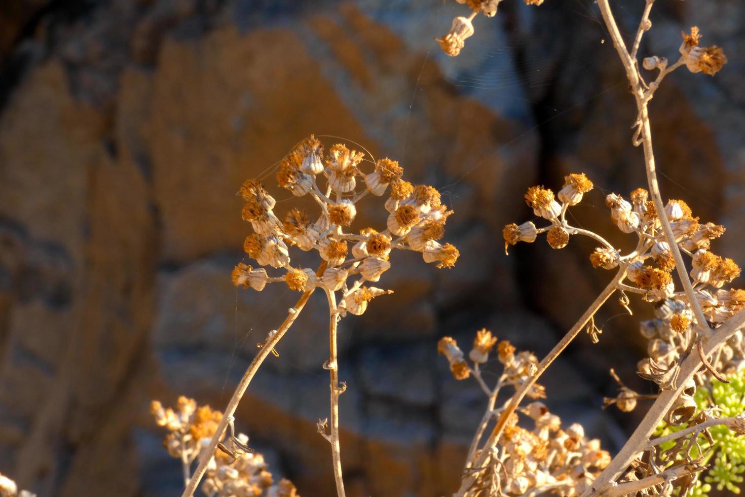 mediterranean vegetation during the summer season in the Catalonia region photo