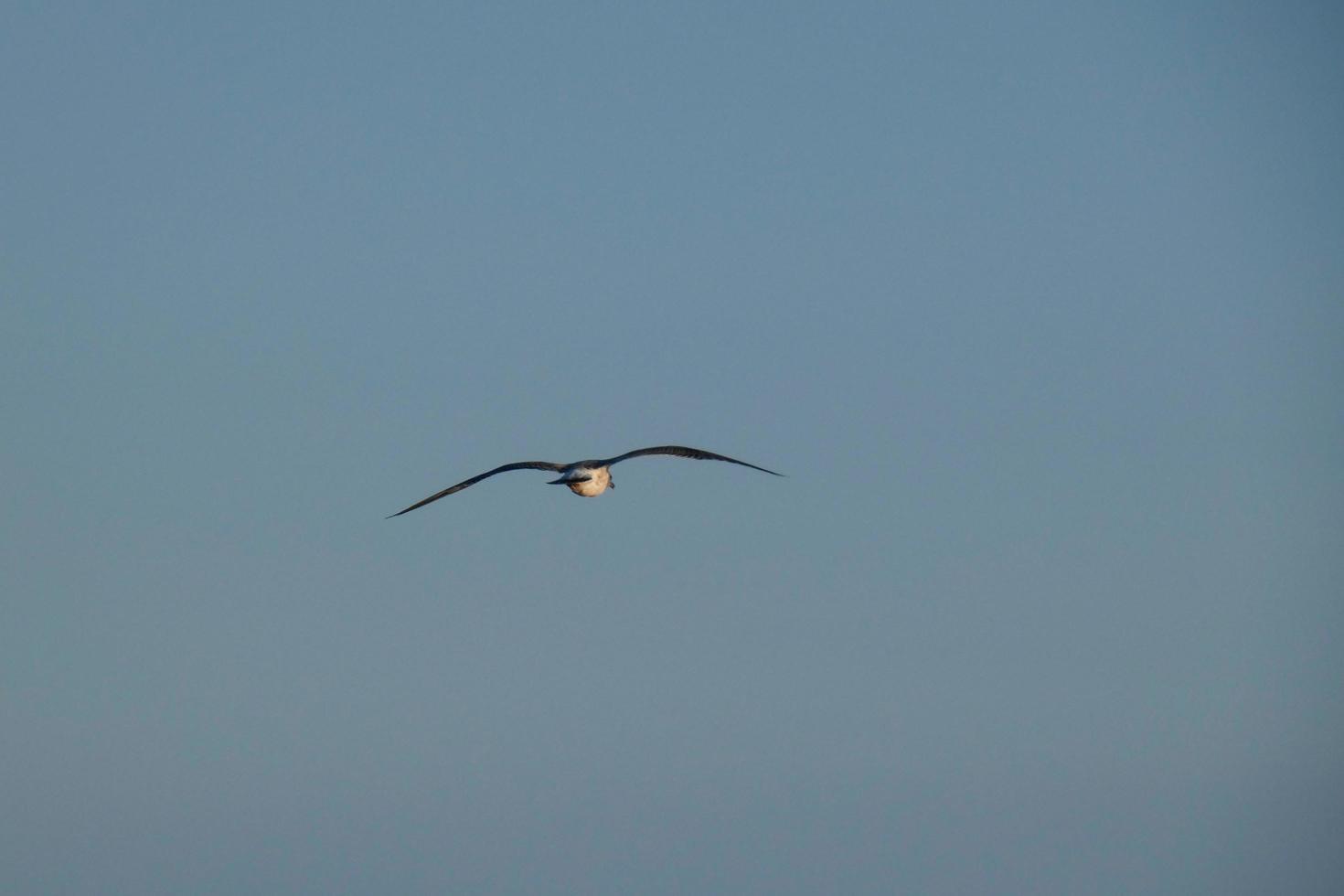 Wild seagulls in nature along the cliffs of the Catalan Costa Brava, Mediterranean, Spain. photo