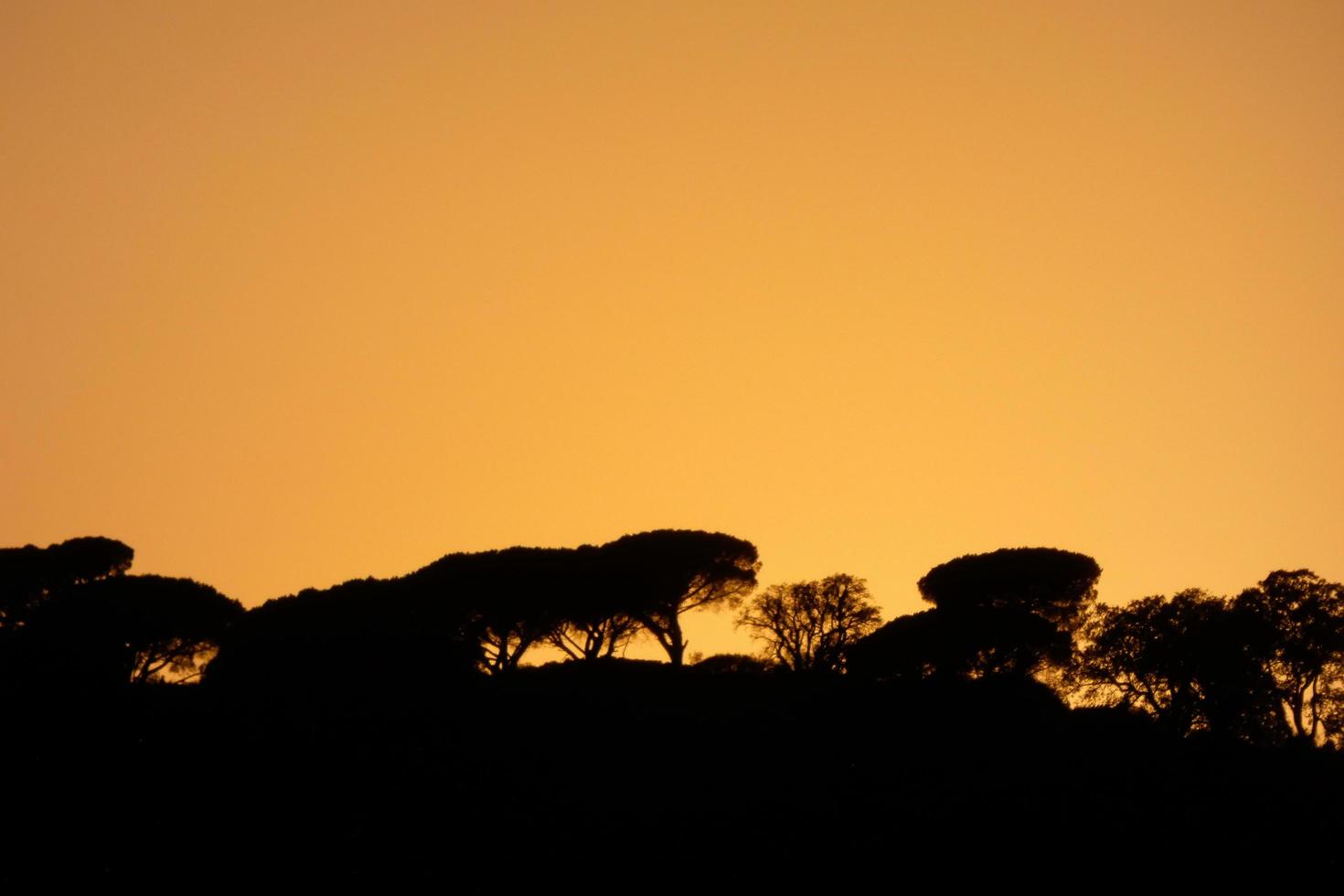 paisaje retroiluminado en una puesta de sol foto