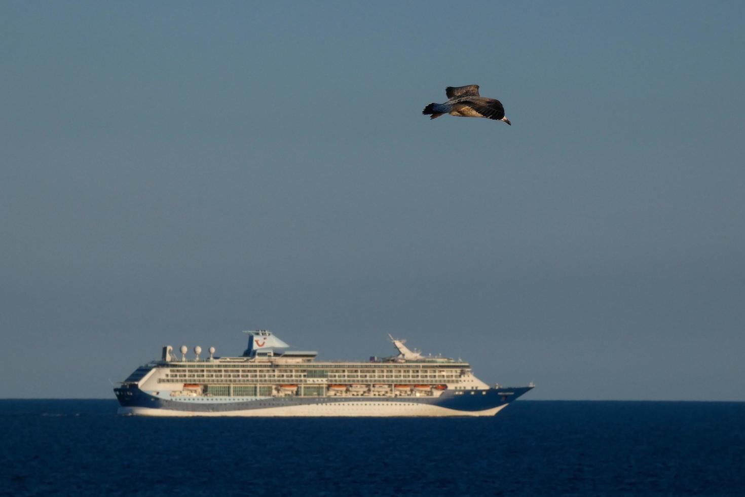 Wild seagulls in nature along the cliffs of the Catalan Costa Brava, Mediterranean, Spain. photo