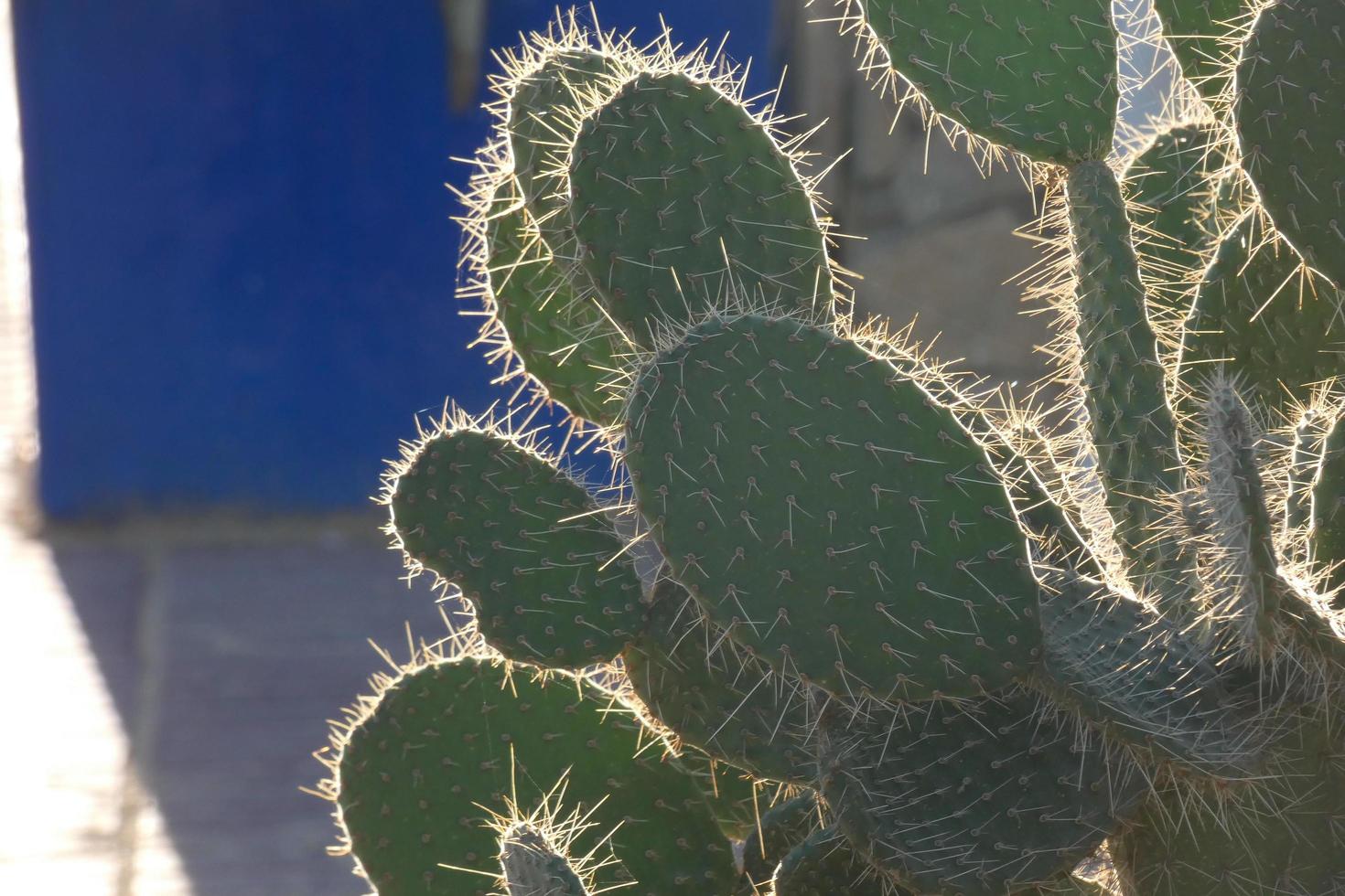 Backlit cactus typical of warm areas with little water photo