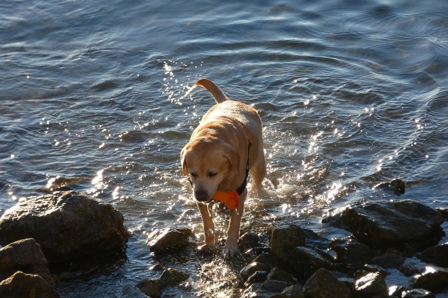 Dog playing and bathing in the sea in the early morning hours. photo