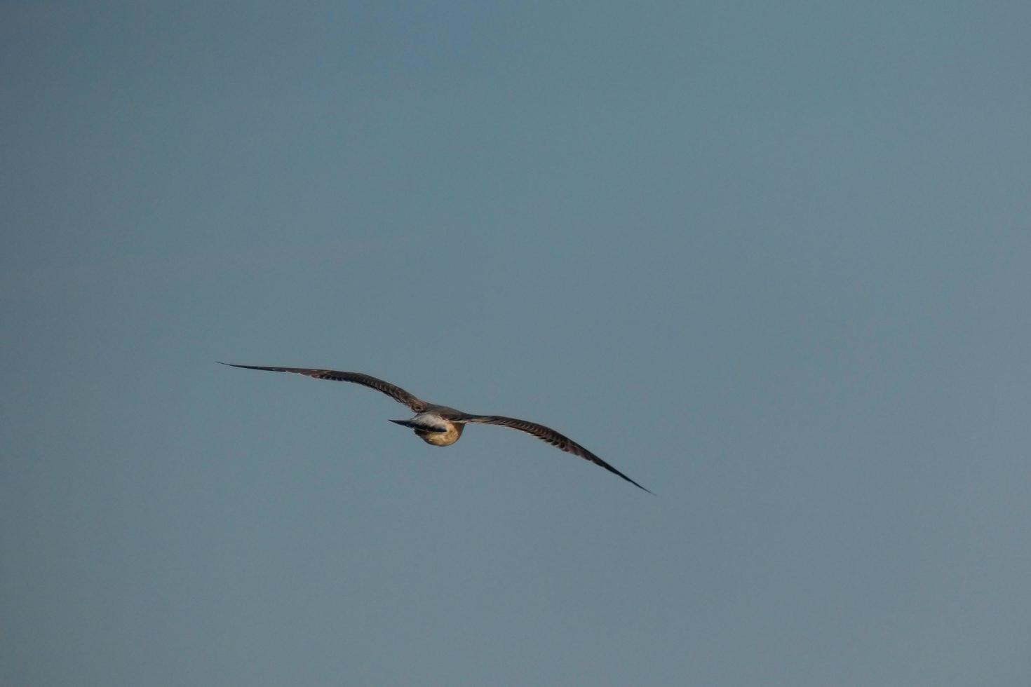 Wild seagulls in nature along the cliffs of the Catalan Costa Brava, Mediterranean, Spain. photo