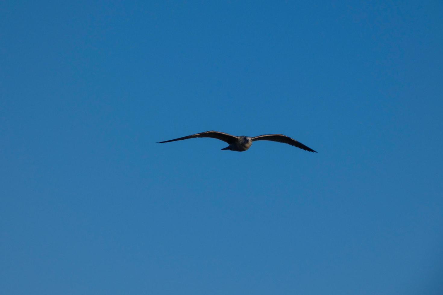 Seagulls flying in the Mediterranean sky, wild birds on the Catalan coast, Spain photo