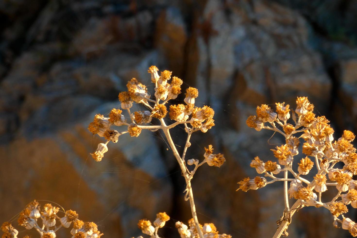 vegetación mediterránea durante la temporada de verano en la región de cataluña foto