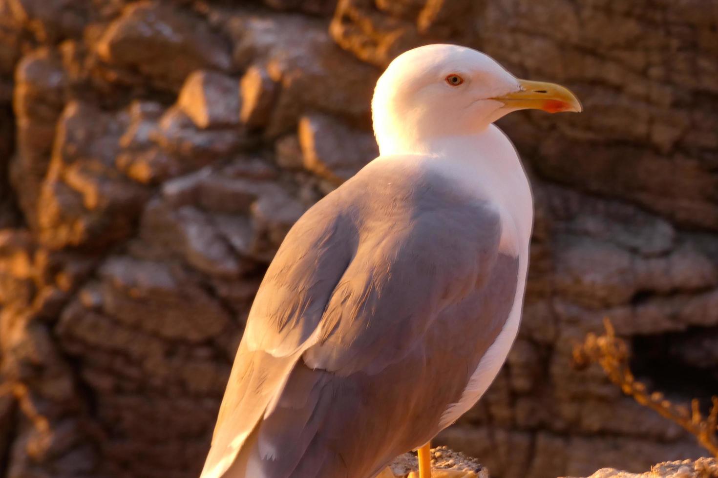 Wild seagulls in nature along the cliffs of the Catalan Costa Brava, Mediterranean, Spain. photo