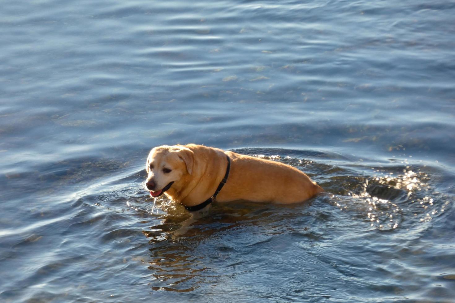 perro jugando y bañándose en el mar en las primeras horas de la mañana. foto