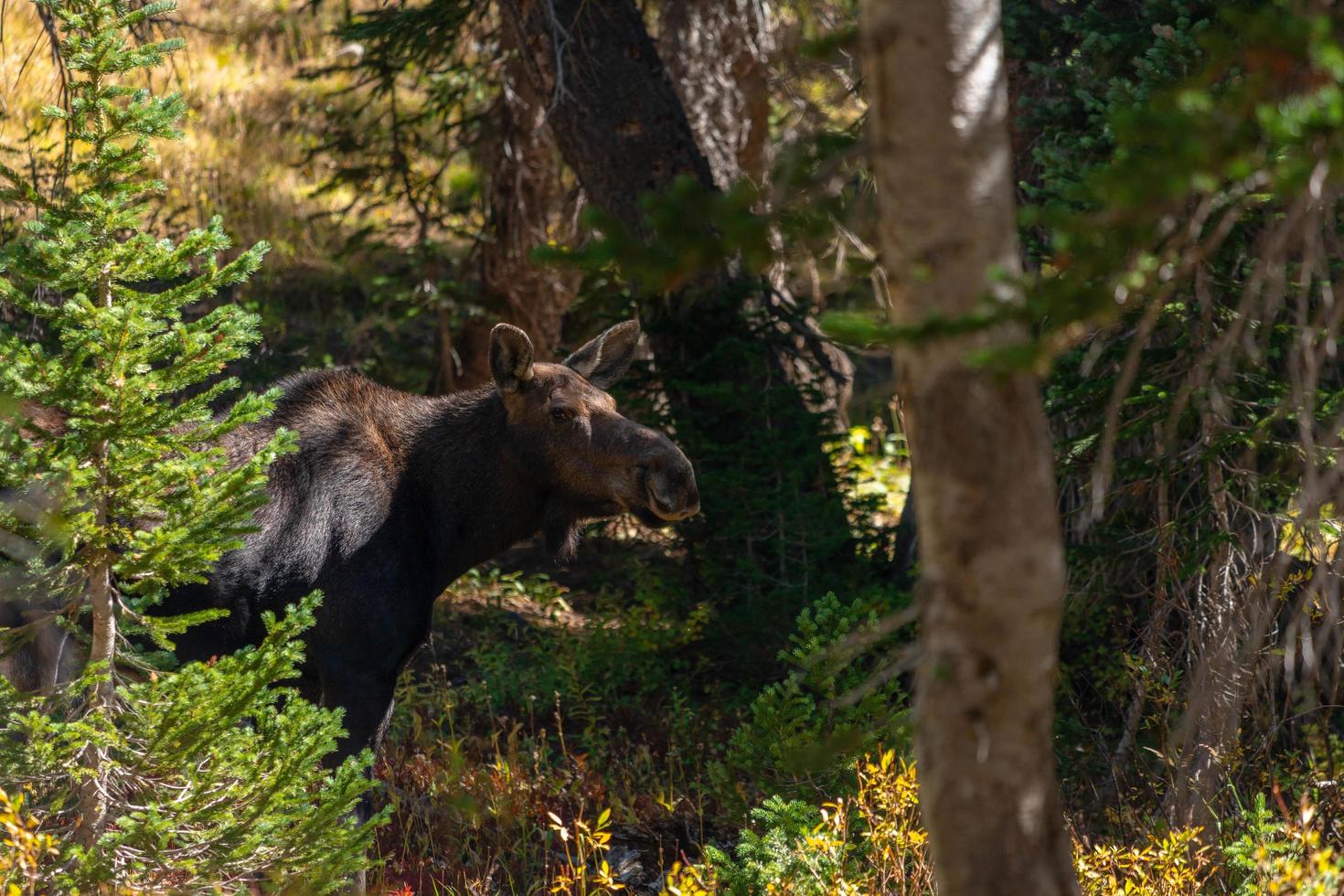 The wandering moose photo