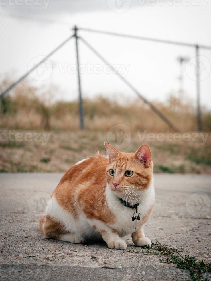 gato naranja y blanco foto
