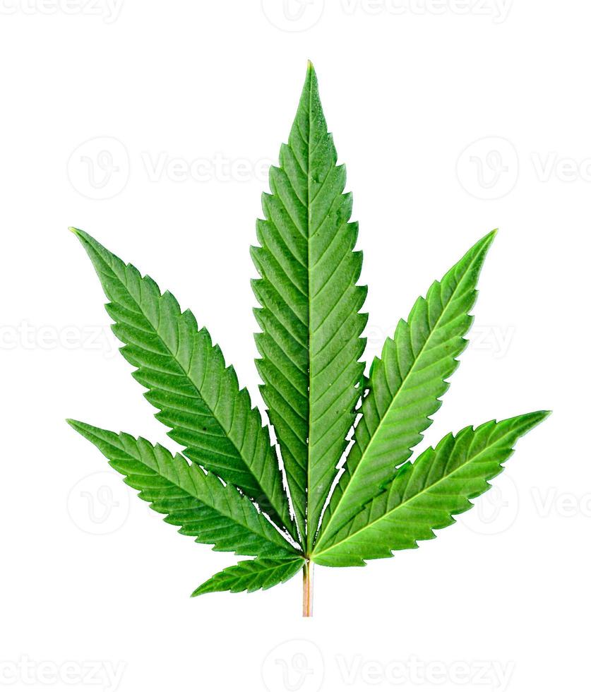 cannabis leaf isolated on white photo