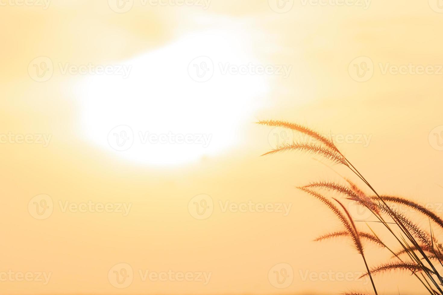 Beautiful nature background images. beautiful grass flowers in the evening  light 14255423 Stock Photo at Vecteezy