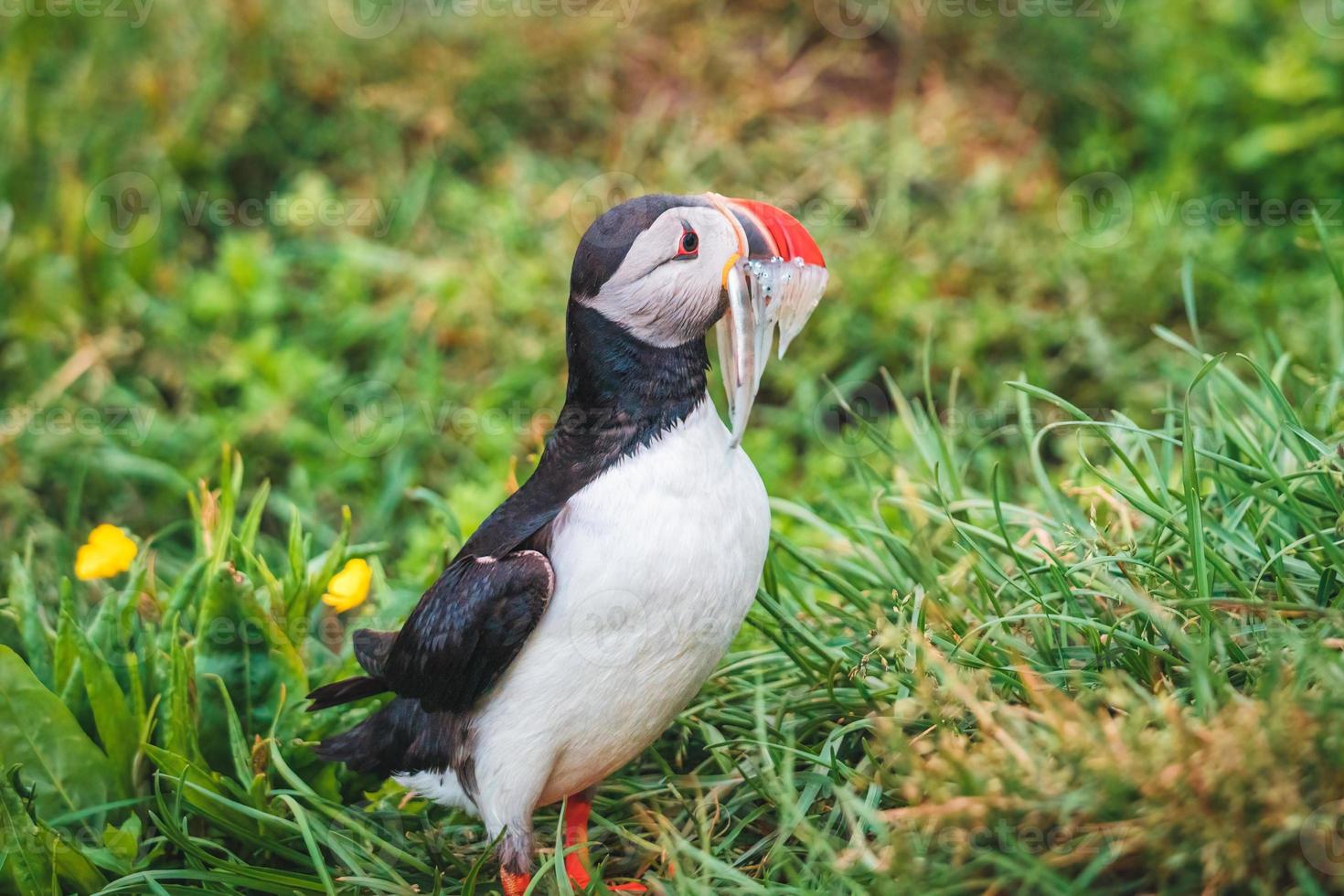 Lovely Atlantic Puffin bird or Fratercula Arctica with sand eel in beak standing on the grass by coastline in North Atlantic Ocean at Iceland photo